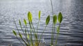 Lake Plants in Lake County Clermont Florida