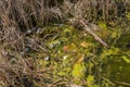 Lake polluted with garbage and bottles Royalty Free Stock Photo