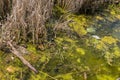 Lake polluted with garbage and bottles