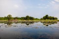 Lake pond with A Beautiful Blooming pink Lotus Water Lily Pad Flowers Royalty Free Stock Photo