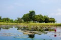 Lake pond with A Beautiful Blooming pink Lotus Water Lily Pad Flowers Royalty Free Stock Photo