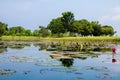 Lake pond with A Beautiful Blooming pink Lotus Water Lily Pad Flowers Royalty Free Stock Photo