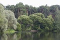 Lake pond, white and Crack Brittle willows salix alba and fragilis bullata, pine trees in back. Landscape panorama