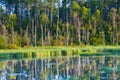 Early Morning Light on a Forest Lake