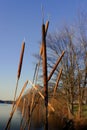 Cattails and reeds at dusk against against Blue Sky Royalty Free Stock Photo