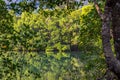 Lake in Rainforest surrounded by Trees seen from Dibuji Boarwalk, Cape Tribulation, Queensland, Australia