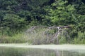 Lake on rainy day with dead fallen tree