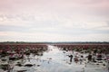 Lake of red lotus at Udonthani Thailand (unseen in Thailand)