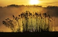 Lake with reed in golden hours