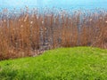 Lake and reed grass, Water plants by the lake, Background. Plants in the lake, green reeds on Lake Outdoors Royalty Free Stock Photo