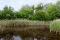 Reed Nature reserve, Zwin, Bruges, Sluis, Belgium, Netherlands