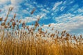 Lake reeds against a background of blue sky with beautiful clouds Royalty Free Stock Photo