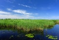 Lake, reeds, blue sky Royalty Free Stock Photo