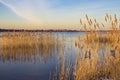 Lake with reeds in the evening light