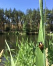 Pond and beetle