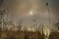 Lake reeds shrouded in fog.