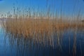 A lake with reeds in the water in the foreground and a blue sky in the background. Royalty Free Stock Photo