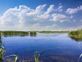 Lake with reeds and water lilies Royalty Free Stock Photo