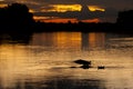 Lake Reflecting Yellow/Orange Sunset with Submerging Hippo Silhouettes,Botswana Royalty Free Stock Photo