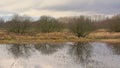 Lake with reflection of bare trees and reed in the flemish countryside Royalty Free Stock Photo