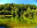 Lake with reflection and deciduous forest Royalty Free Stock Photo