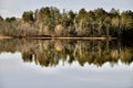 Lake Reflection of a Forest Treeline Royalty Free Stock Photo