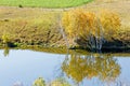 The lake reflection the White Birch