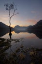 Lake reflections at sunrise with tall lone tree. Buttermere, Lake District, UK. Royalty Free Stock Photo