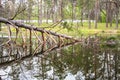 The lake reflects forest trees