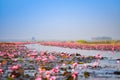 Lake river with red lotus lily field pink flower on the water nature landscape in the morning landmark in Udon Thani Thailand Royalty Free Stock Photo