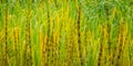 Lake river sedge closeup at autumn. Colorful grass background Royalty Free Stock Photo