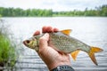 Lake roach fish