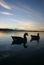 Lake Rotorua Ducks Royalty Free Stock Photo