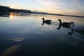 Lake Rotorua Ducks Royalty Free Stock Photo