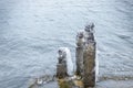 Lake scene and stone lions in winter Royalty Free Stock Photo