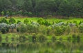 Lake scenery in Dalat, Vietnam Royalty Free Stock Photo