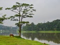 Lake scenery at summer in Dalat, Vietnam Royalty Free Stock Photo
