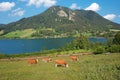 Lake schliersee with mountains and grazing cows