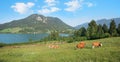 Lake schliersee with mountains and grazing cows on the pasture. idyllic panorama landscape upper bavaria