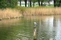 The Lake Schwerin (German: Schweriner See) at the castle and the city on a cloudy day