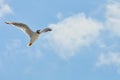 Lake seagull in flight against the background of the blue sky. White bird with open wings, photo from below Royalty Free Stock Photo