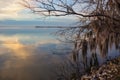 Moss Covered Tree hangs over Lake Seminole in Georgia Royalty Free Stock Photo