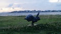 Lake Shinji is a lake in the northeast area of the Shimane Prefecture in Japan. Matsue, Japan Royalty Free Stock Photo