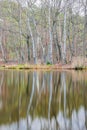 Lake shore with bare trees reflected on the water surface in Brunssummerheide nature reserve Royalty Free Stock Photo