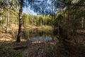 lake shore with distinct trees in green summer