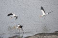 group of Yellow Billed Stork wading birds landing on lake shore at Kruger park, South Africa