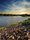 Lake shore on sunset in summer. Summer landscape of nature. Big branchy tree on river bank in evening.