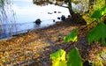 Lake shore in the morning sidelight with a pebble beach full of autumn leaves Royalty Free Stock Photo