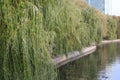 Lake shore with trees leaning over the water at the edge. Royalty Free Stock Photo