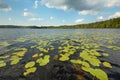 Lake and shoreline view. The surface of the water is covered with water lilies